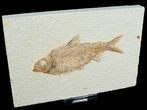 Inch Knightia Fossil Fish #4685-1